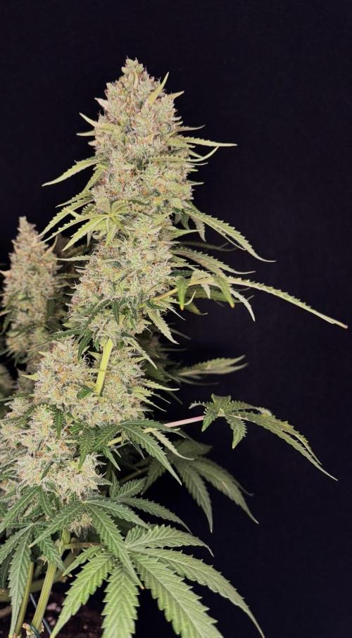 Sticky Broccoli Auto - Eternity Cup 2026. Week 10