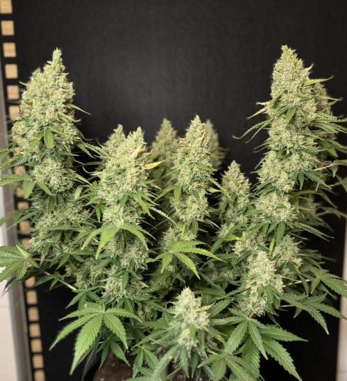 Sticky Broccoli Auto - Eternity Cup 2026. Week 10