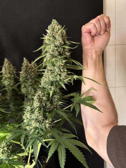 Sticky Broccoli Auto - Eternity Cup 2026. Week 10