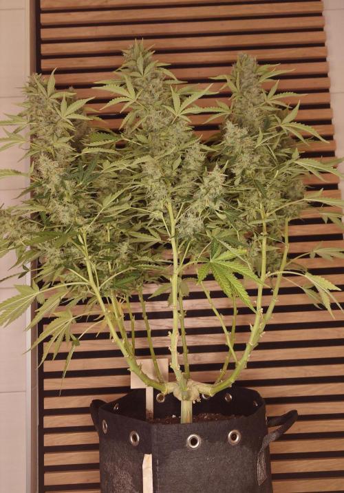 Kush Mints Auto - Super Strains. Week 11