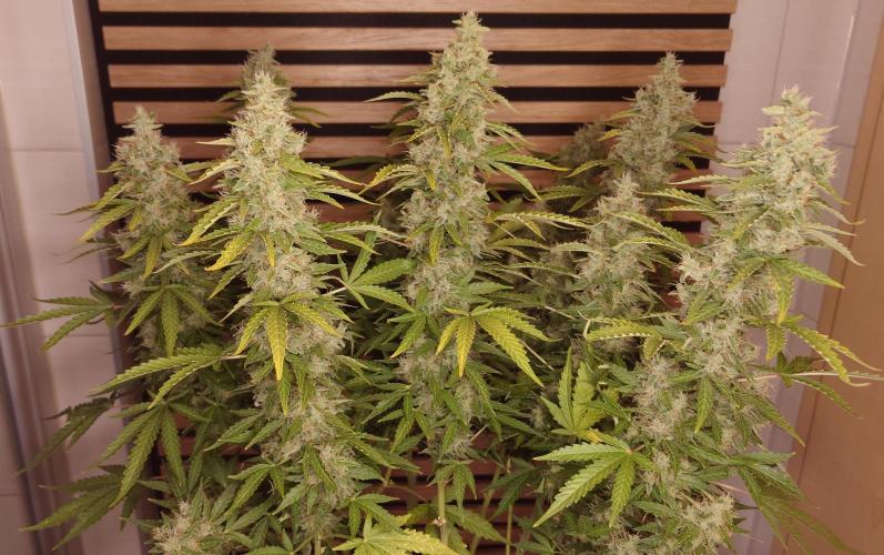 Kush Mints Auto - Super Strains. Week 11