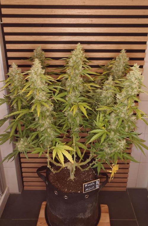 Kush Mints Auto - Super Strains. Week 11