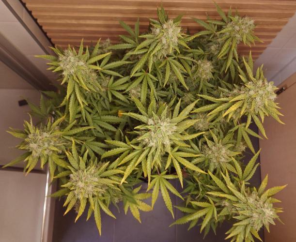 Kush Mints Auto - Super Strains. Week 11