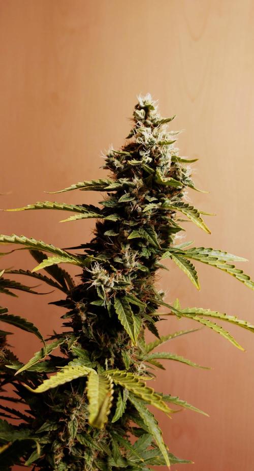 Kush Mints Auto - Super Strains. Week 11