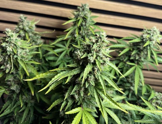 Kush Mints Auto - Super Strains. Week 11