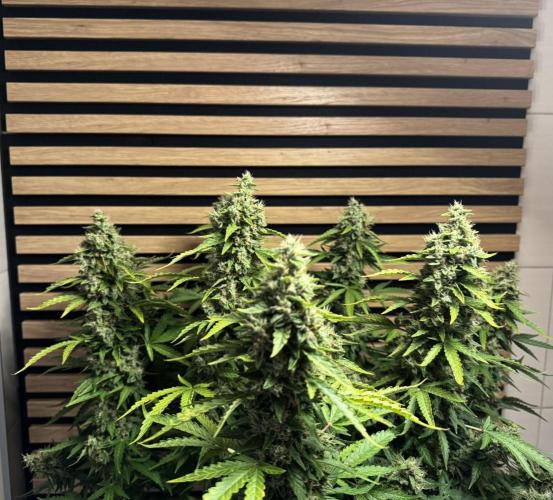 Kush Mints Auto - Super Strains. Week 11