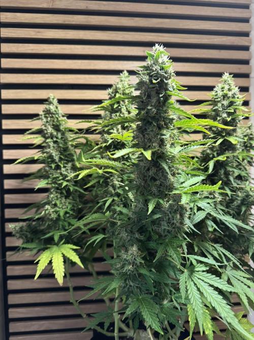 Kush Mints Auto - Super Strains. Week 11