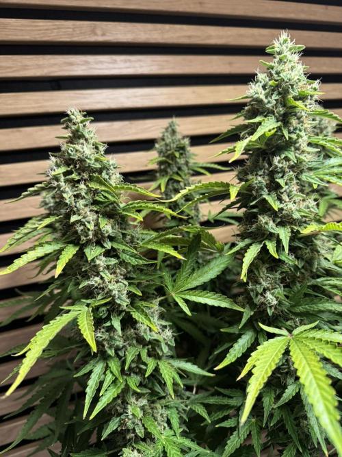 Kush Mints Auto - Super Strains. Week 11