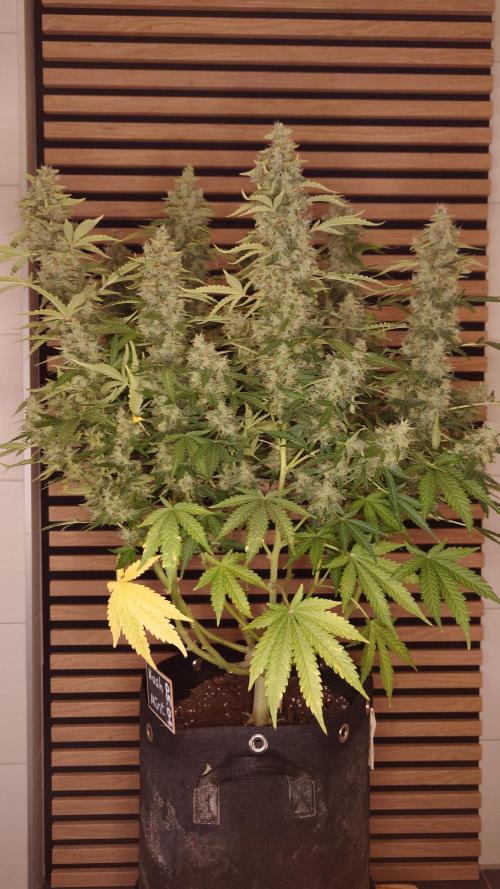 Kush Mints Auto - Super Strains. Week 11