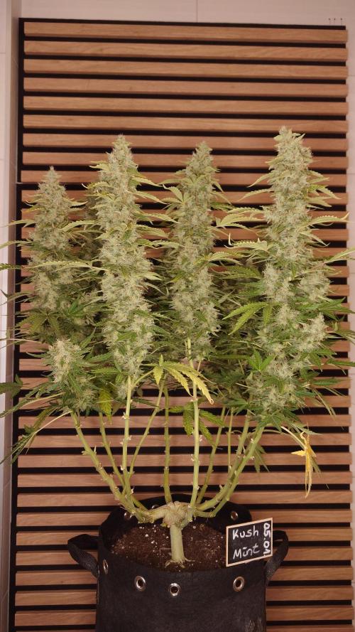 Kush Mints Auto - Super Strains. Week 11