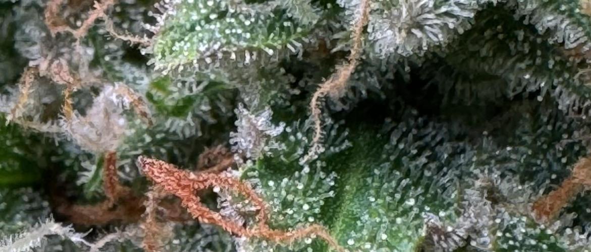 Sticky Broccoli Auto - Eternity Cup 2026. Week 11