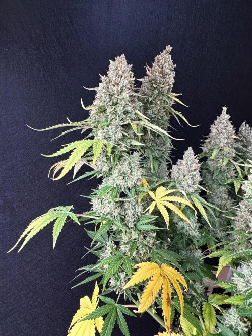 Sticky Broccoli Auto - Eternity Cup 2026. Week 11