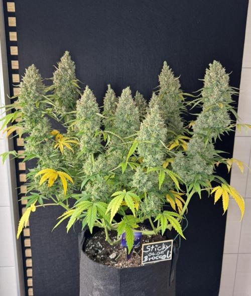 Sticky Broccoli Auto - Eternity Cup 2026. Week 11