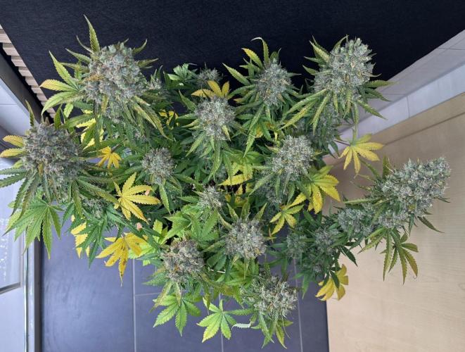 Sticky Broccoli Auto - Eternity Cup 2026. Week 11