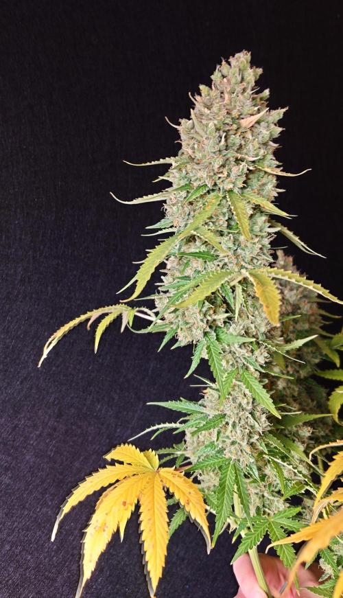 Sticky Broccoli Auto - Eternity Cup 2026. Week 11