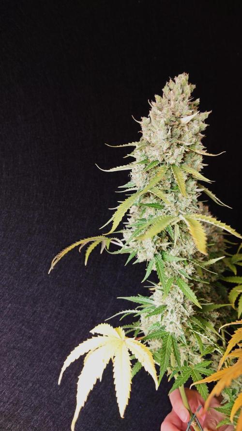 Sticky Broccoli Auto - Eternity Cup 2026. Week 11