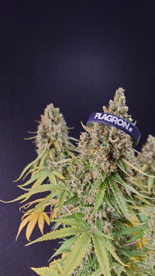 Sticky Broccoli Auto - Eternity Cup 2026. Week 11