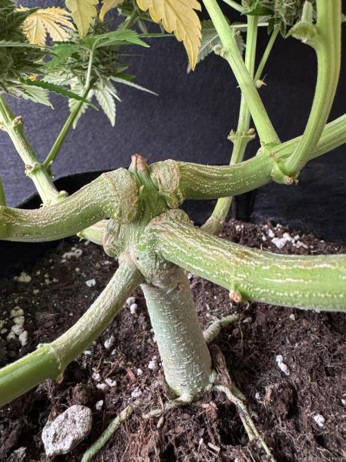 Sticky Broccoli Auto - Eternity Cup 2026. Week 11