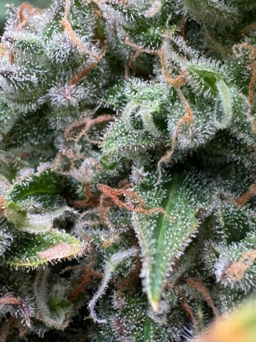 Sticky Broccoli Auto - Eternity Cup 2026. Week 11