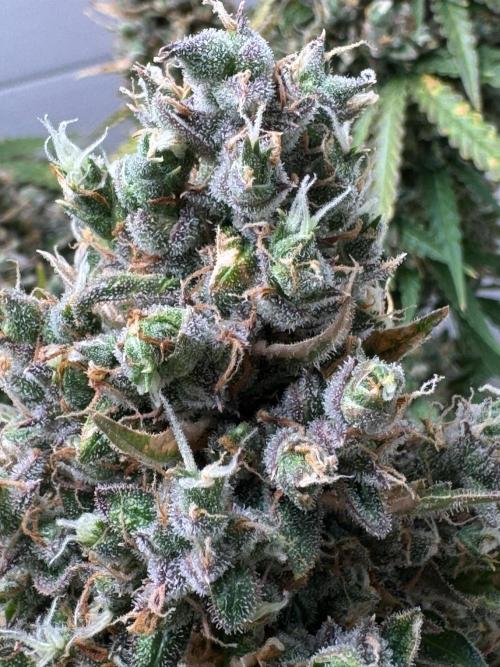 Sticky Broccoli Auto - Eternity Cup 2026. Week 11