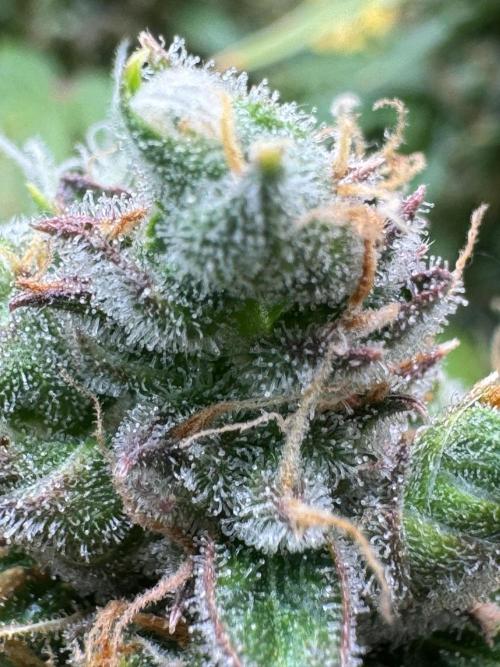 Sticky Broccoli Auto - Eternity Cup 2026. Week 11