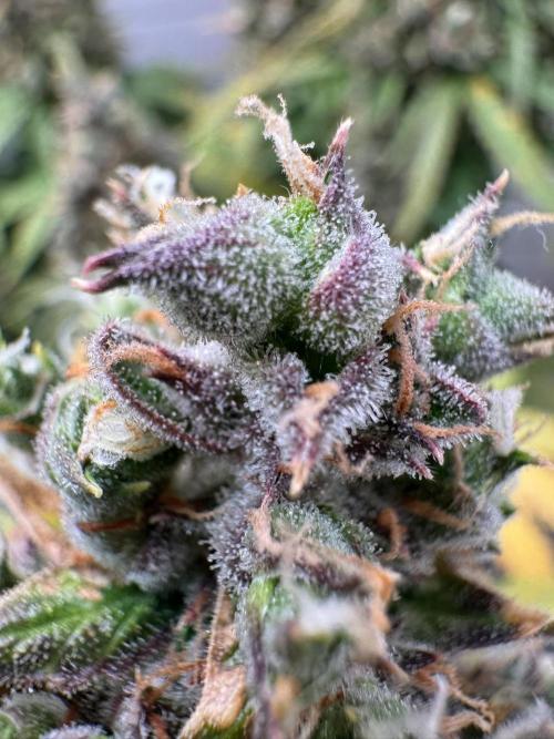 Sticky Broccoli Auto - Eternity Cup 2026. Week 11