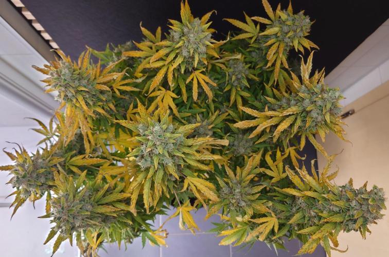 Kush Mints Auto - Super Strains. Week 12
