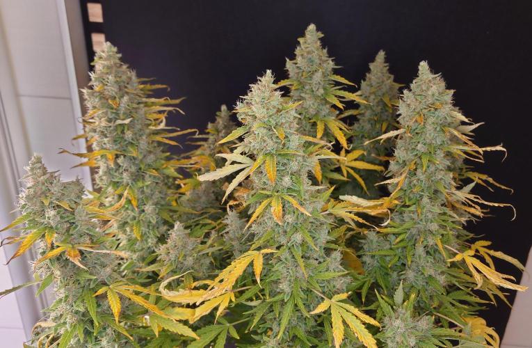 Kush Mints Auto - Super Strains. Week 12