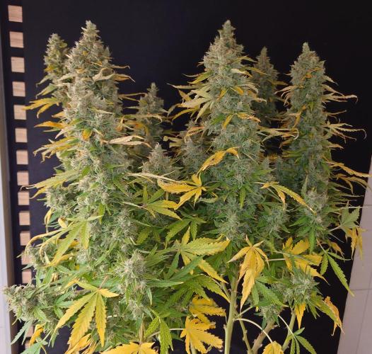 Kush Mints Auto - Super Strains. Week 12