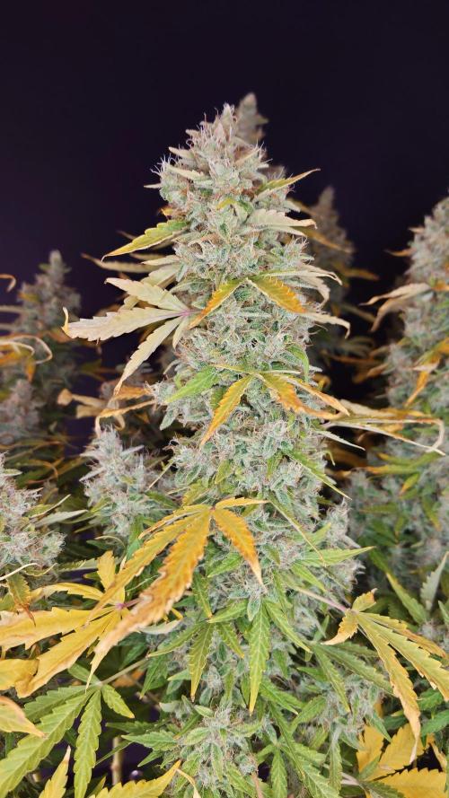 Kush Mints Auto - Super Strains. Week 12