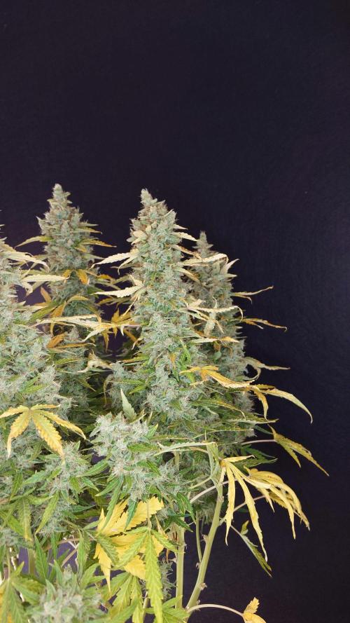 Kush Mints Auto - Super Strains. Week 12