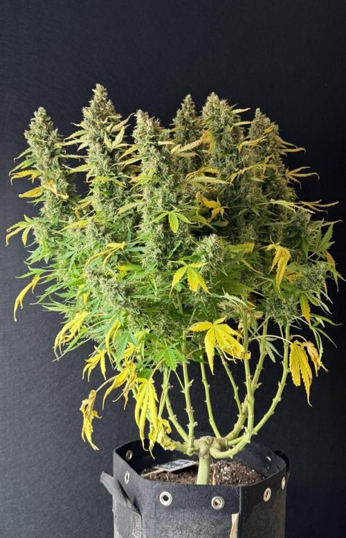 Kush Mints Auto - Super Strains. Week 12