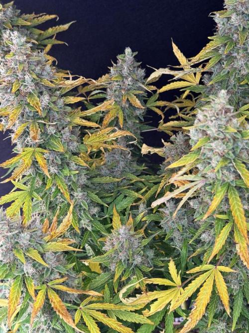 Kush Mints Auto - Super Strains. Week 12