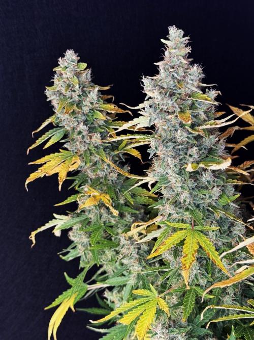 Kush Mints Auto - Super Strains. Week 12