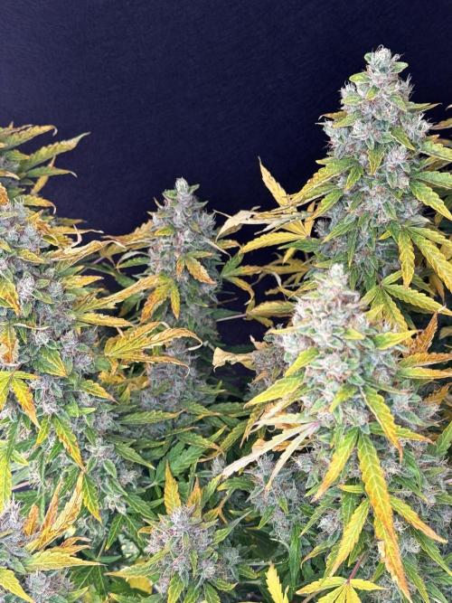 Kush Mints Auto - Super Strains. Week 12