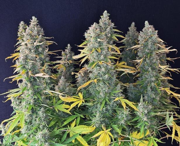 Kush Mints Auto - Super Strains. Week 12