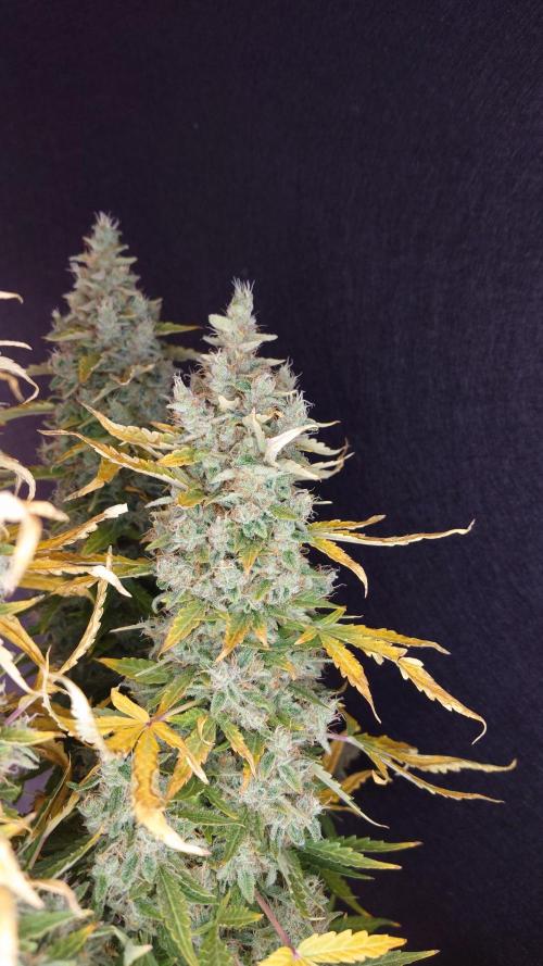 Kush Mints Auto - Super Strains. Week 12