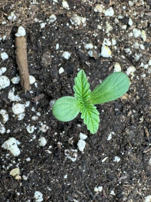 Banana Purple Punch Auto RF3. Week 0