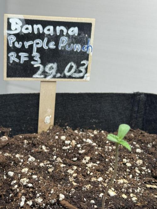 Banana Purple Punch Auto RF3. Week 0