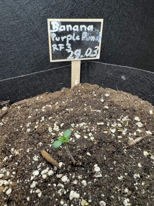 Banana Purple Punch Auto RF3. Week 0