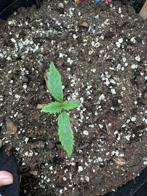 Lemon Cherry Gelato Automatic. Week 1