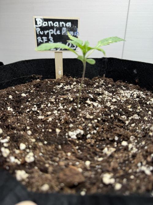 Banana Purple Punch Auto RF3. Week 1