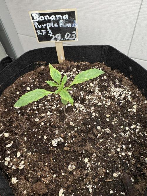 Banana Purple Punch Auto RF3. Week 1