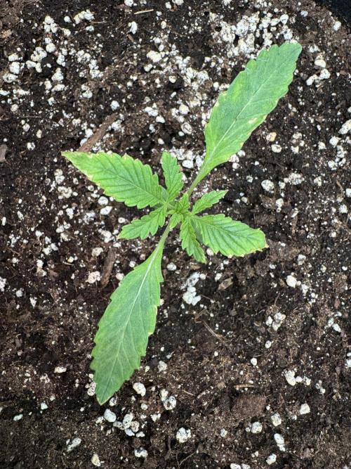Banana Purple Punch Auto RF3. Week 1