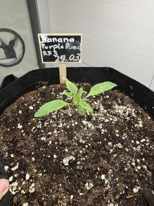 Banana Purple Punch Auto RF3. Week 1