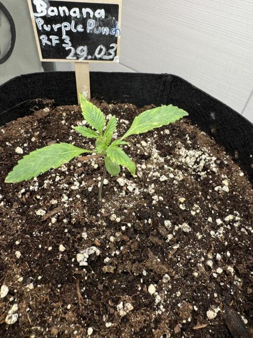 Banana Purple Punch Auto RF3. Week 1