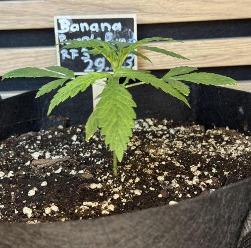 Banana Purple Punch Auto RF3. Week 2