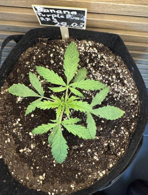 Banana Purple Punch Auto RF3. Week 2