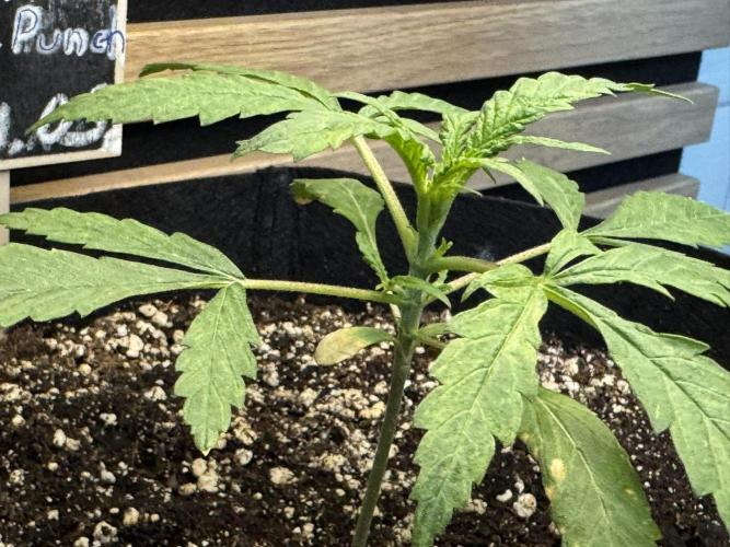Banana Purple Punch Auto RF3. Week 2
