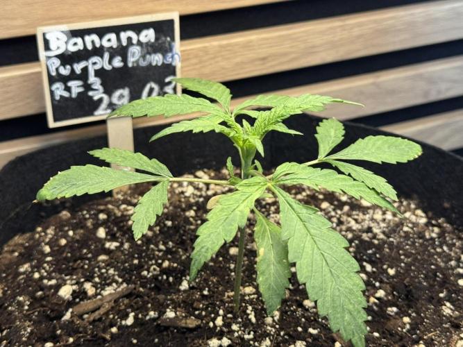 Banana Purple Punch Auto RF3. Week 2
